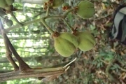 <strong>Cupaniopsis leptobotrys - Gâteblé Gildas - 320</strong><br />© Ramon, Laurence